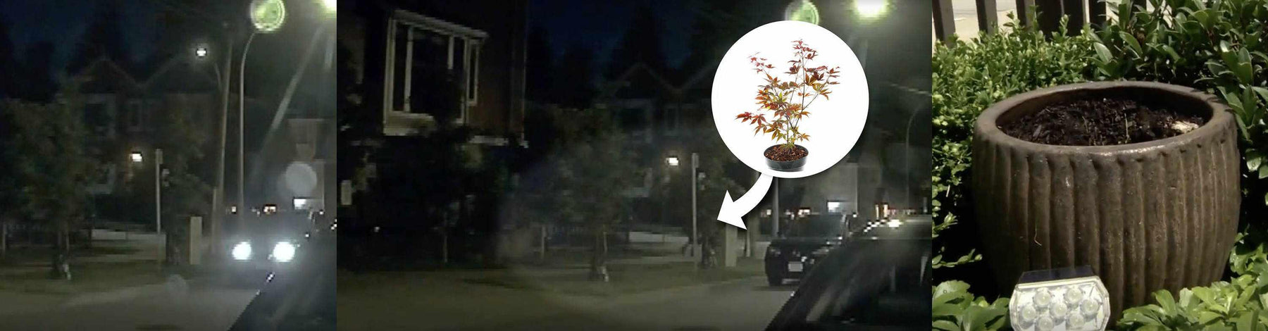 How a Dash Cam Captured the Theft of a Japanese Maple Tree | How a Dash Cam Captured the Theft of a Japanese Maple Tree | BlackboxMyCar