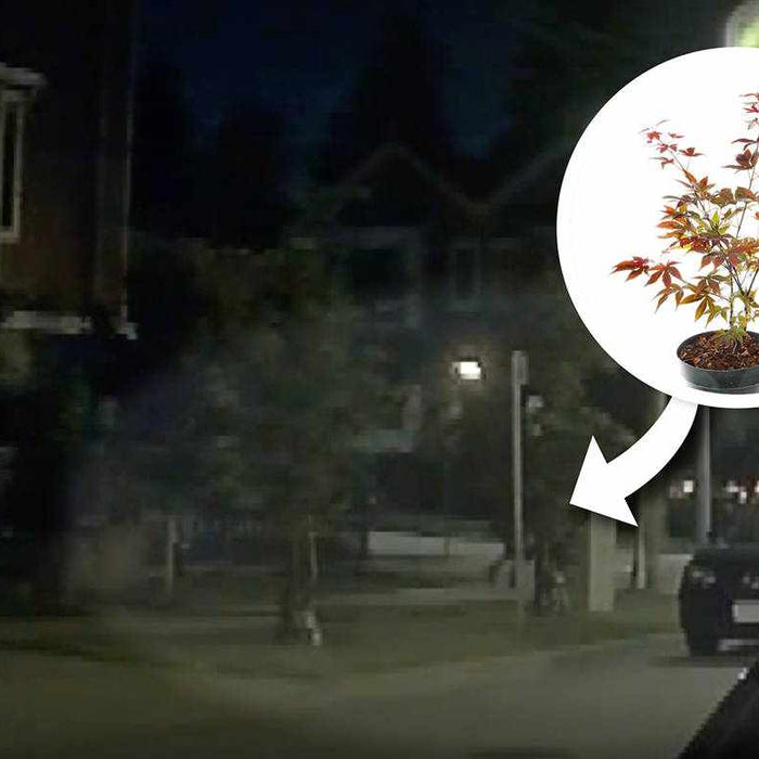 How a Dash Cam Captured the Theft of a Japanese Maple Tree