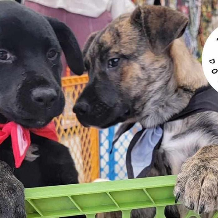 BlackboxMyCar sends out furr-ever love to Tigger’s Dog Rescue in Saskatchewan with a $5,000+ donation to their Pawther's Day Fundraiser - BlackboxMyCar