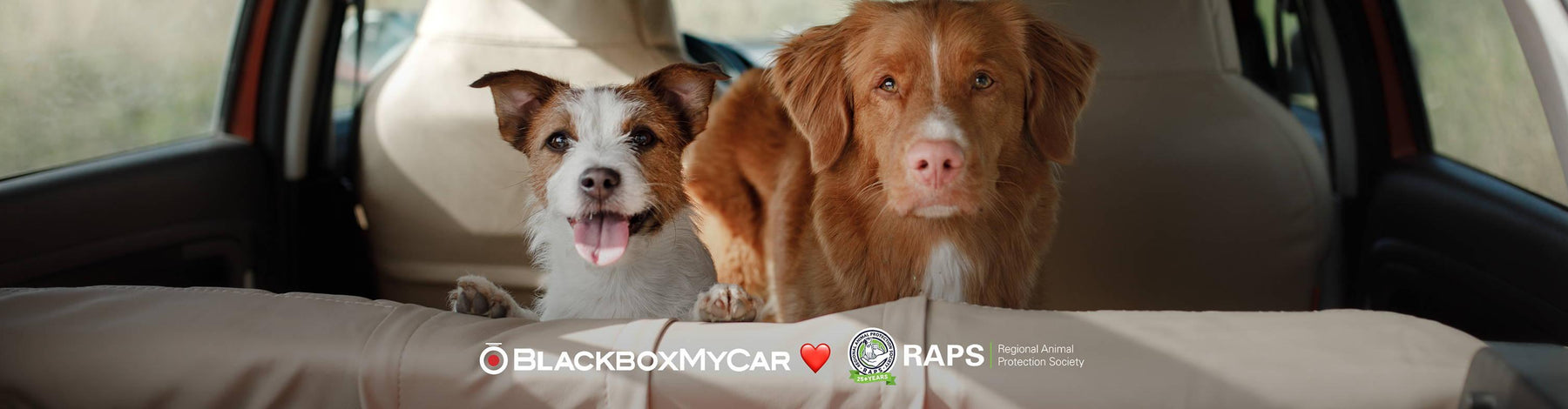 Protecting Your Fluffy Co-Pilots - How to Keep Your Pets Safe on Your Drives | Protecting Your Fluffy Co-Pilots - How to Keep Your Pets Safe on Your Drives | BlackboxMyCar