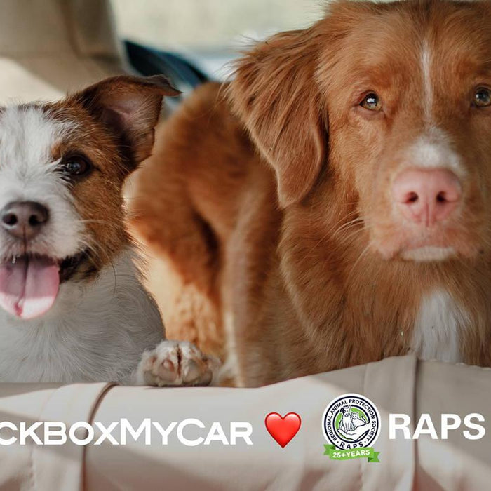 Protecting Your Fluffy Co-Pilots - How to Keep Your Pets Safe on Your Drives | Protecting Your Fluffy Co-Pilots - How to Keep Your Pets Safe on Your Drives | BlackboxMyCar